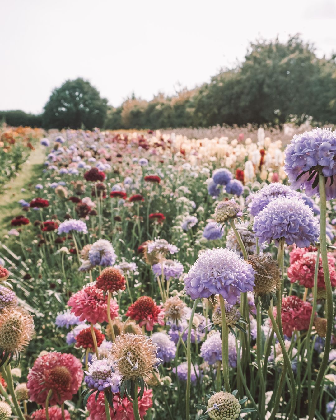 Celebrating 7 Years of Navy Professional